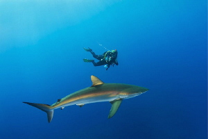 Silky shark & diver by Paul Colley 